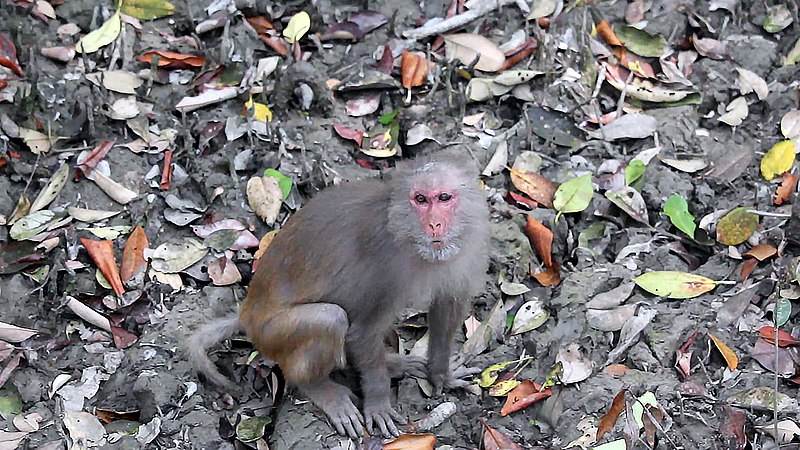 File:A monkey in Sundarbans East Wildlife Sanctuary.jpg