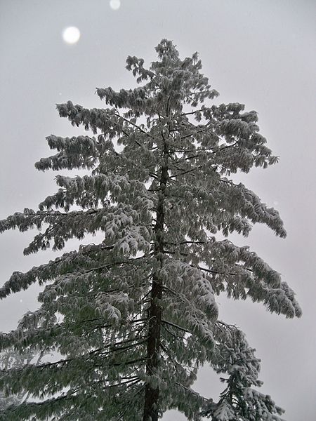 File:A rsoud Evening after Snow.jpg