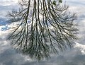 * Nomination A tree reflected in a pond, The Groynes, Christchurch --Podzemnik 00:20, 19 July 2019 (UTC) * Promotion Good quality. --Bgag 00:31, 19 July 2019 (UTC)