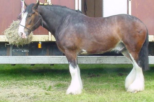 A bay-coloured Shire, showing Clydesdale influence in colour and markings