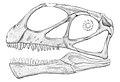 Illustration of the skull known remains Abrosaurus with gray.