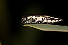 Acacia Flat-head Jewel Beetle - Agrilus australasiae.jpg