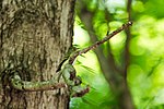 Thumbnail for File:Acadian flycatcher (46967502915).jpg