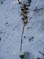 Acanthus hungaricus in the winter