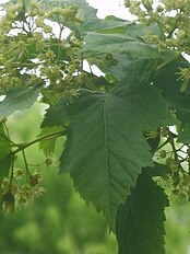 Spring in Incheon, Korea. Foliage and flower buds