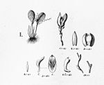 Acianthera serpentula (as Pleurothallis punctata) - cutout from Fl.Br. 
 3-4-92. jpg