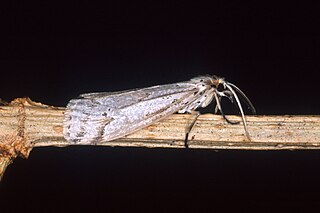 <i>Acrolepia</i> Genus of moths