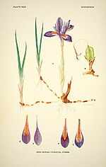 Thumbnail for File:Addisonia - colored illustrations and popular descriptions of plants (1916-(1964)) (16771738692).jpg