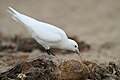 Adult Ivory Gull (Pagophila eburnea).jpg