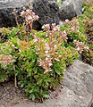 Aeonium decorum