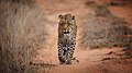 African Leopard Sabi Sands Fir0002 Oct18.jpg