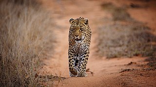 Sabi Sand Game Reserve Reserve in South Africa