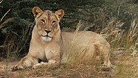African lion, Panthera leo at Kgalagadi Transfrontier Park, Northern Cape, South Africa (34637890821).jpg