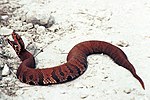 Thumbnail for List of snakes of Florida