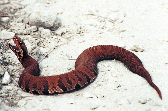 florida venomous snakes s