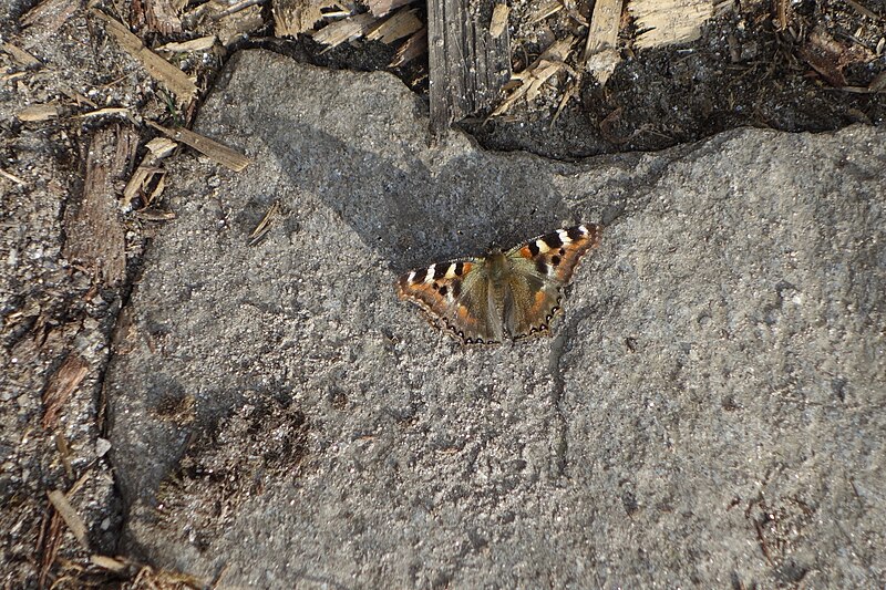 File:Aglais - Nepal2018.jpg