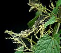 Larvae on Urtica dioica