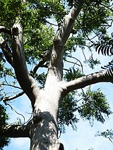 Ailanthus triphysa RBG Sydney.JPG