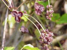 Trilapė akebija (Akebia trifoliata)