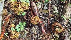 Nodules on the roots caused by Frankia alni Alder nodules2.JPG