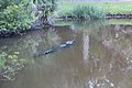 Alligator, Catbrier Ct., Kiawah Island SC - panoramio.jpg
