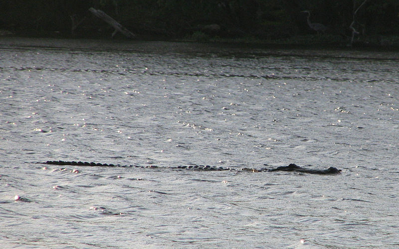 File:Alligator submerged.jpg