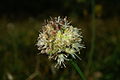 Allium ericetorum n3.JPG