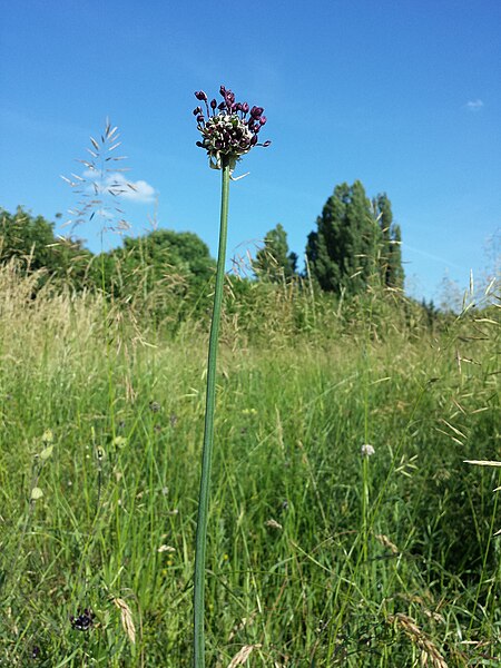 File:Allium scorodoprasum sl21.jpg