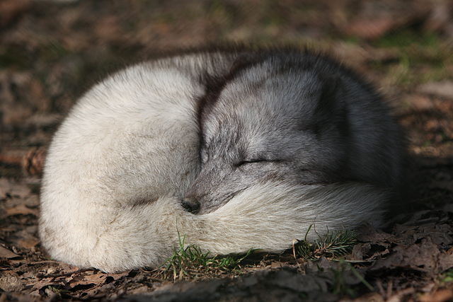 Vulpes lagopus (Arctic fox) sleeping with its tail wrapped as a blanket.