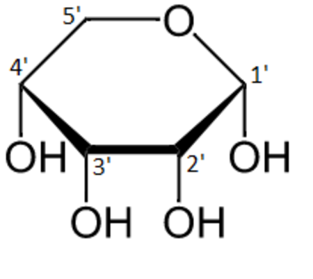 Alpha-D-Ribopyranose numbered.png