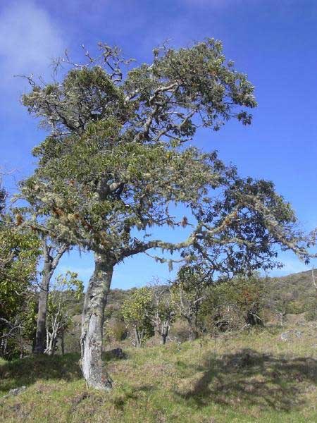 Alphitonia ponderosa