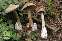 Amanita submembranacea (36780346193).jpg