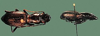 <i>Amblycheila schwarzi</i> Species of beetle