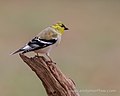 Thumbnail for File:American Goldfinch (12819309683).jpg