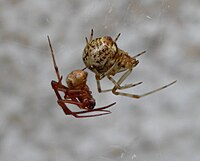 Male and Female Common House Spider - Parasteatoda tepidariorum 