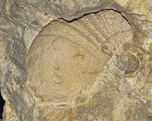 Amphicyrtoceras pettiti (fossil nautiloid) (Lockport Dolomite, Middle Silurian; Rockford Stone Company Quarry, Rockford, Ohio, USA) 1.jpg