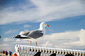 Möwe am Strand von Norddorf auf Amrum