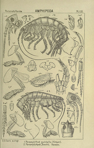 File:An account of the Crustacea of Norway (Pl. 122) (6812251447).jpg