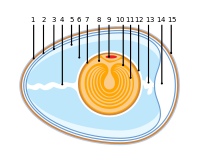 Anatomy of an amiotic egg.svg