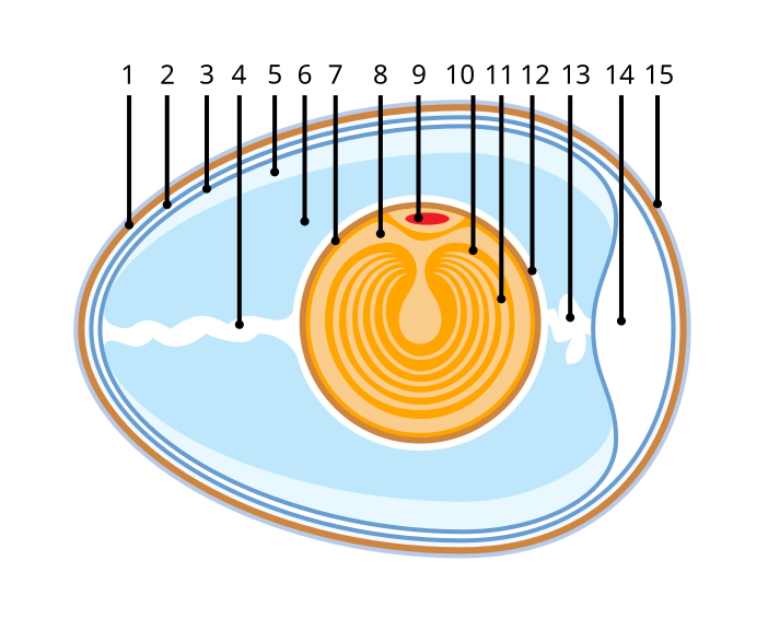 File:Anatomy of an amiotic egg.svg