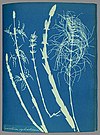 Wald-Schachtelhalm aus Atkins’ Buch Cyanotypes of British and Foreign Flowering Plants and Ferns von 1854