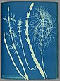 Wald-Schachtelhalm aus Atkins’ Buch „Cyanotypes of British and Foreign Flowering Plants and Ferns“ von 1854