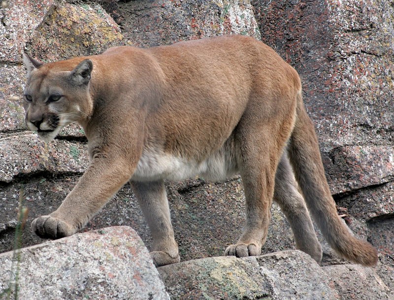 puma behavior