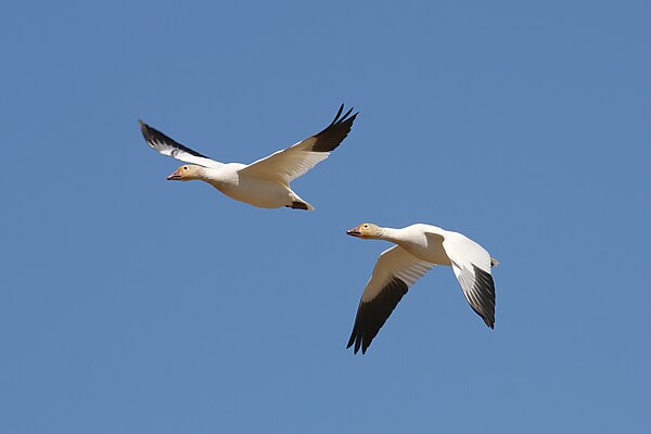 Snow geese (Anser caerulescens) in Quebec, Canada