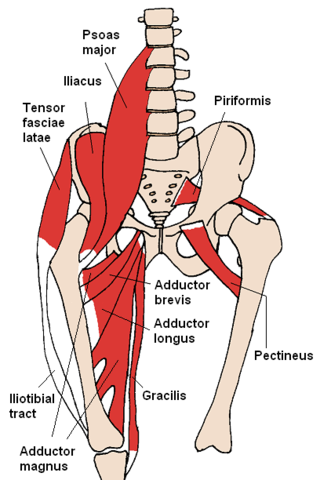 <span class="mw-page-title-main">Snapping hip syndrome</span> Medical condition