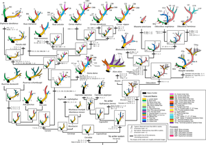 Antler phylogenetics Antler phylogenetics - Samejima et al 2020.png