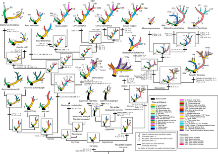Antler phylogenetics