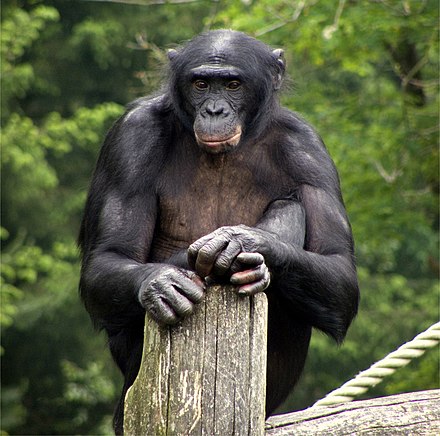 Apenheul male Bonobo