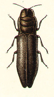 <i>Aphanisticus</i> genus of insects