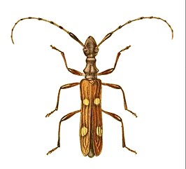 Aphneope quadrimaculata